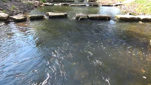 Small river in the old forest.In the daytime of autumn. Stock Footage 96410969
