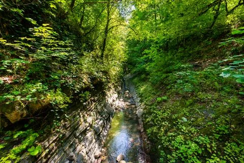 Small river or stream in deep forest Stock Photos