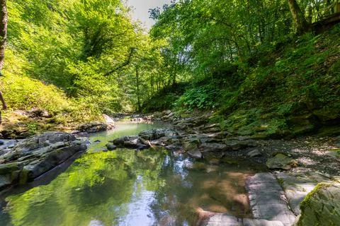 Small river or stream in deep forest 스톡 사진