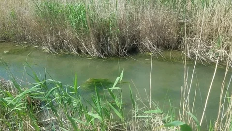 Small river outside the city. Stock Footage 109871763