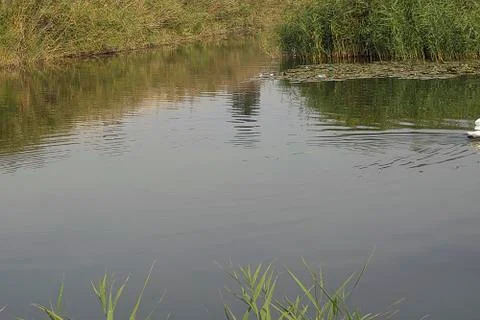 Small river Stock Photos