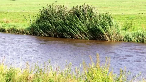 Small river with plants at shore moving in the wind Stock Footage 196973142