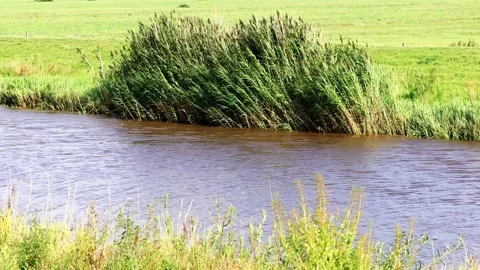 Small river, plants at shore moving in the wind Stock Footage 218727419