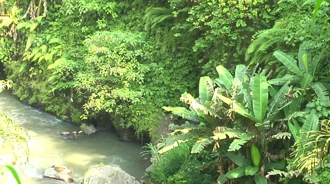 Small River in the rain forest in Bali Stock Footage 41379630