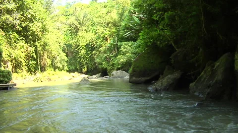 Small river in the rain forest with tropical trees Stock Footage 41379711