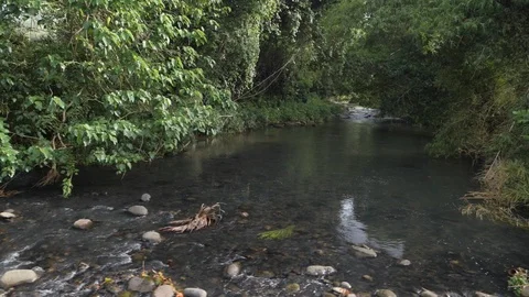 A small river in the rainforest Stock Footage 103278089