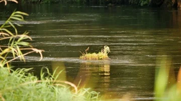 Small river Rawka in the middle of Poland. Stock Footage 85692697