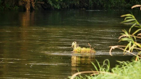 Small river Rawka in the middle of Poland. Stock Footage 85692908