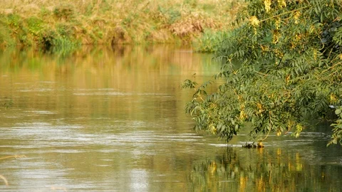 Small river Rawka in the middle of Poland. Stock Footage 85695576