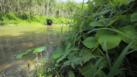 Small river is revealed behind green jungle grass Stock Footage 231742378