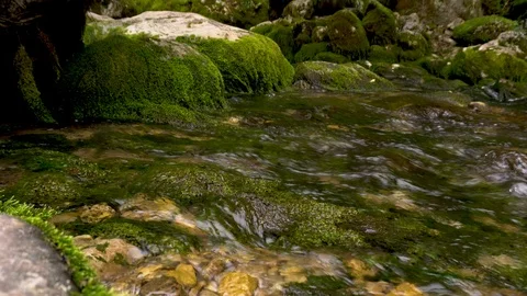 Small river with rocks covered by green moss. Abkhazia Stock Footage 109822958
