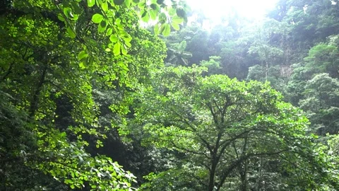 Small River With Rocks In Steep Jungle Forest [Slow Motion] Stock Footage
