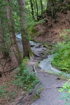 Small river running through forest Foto stock