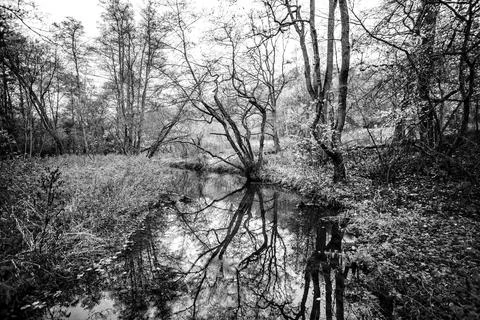 Small river running through a forest Stock Photos