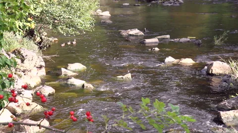 Small river in small German town Monschau. Stock Footage 41773090