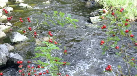 Small river in small German town Monschau. Stock Footage 41773557