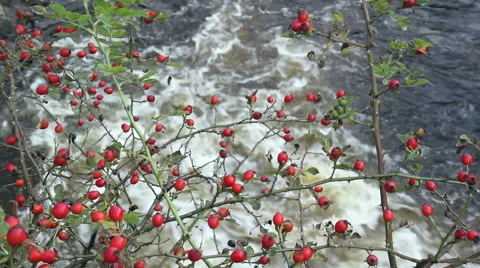 Small river in small German town Monschau. Stock Footage 41774128