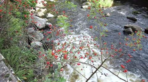 Small river in small German town Monschau. Stock Footage 41774821