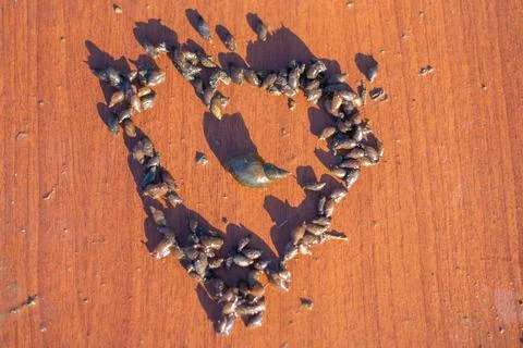 Small river snails in the shape of a heart Stock Photos