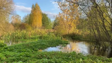 A small river spilled over a meadow among colorful yellow trees Stock Footage 220613185