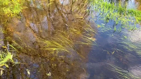 A small river spilled over a meadow among colorful yellow trees Stock Footage 220613214