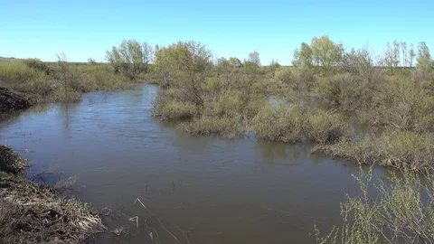 Small river at spring. Flooded trees. 4K stock video footage Stock Footage 103817393