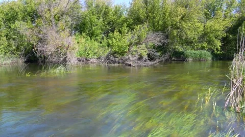 Small river at spring. Rostov Region, Russia Stock Footage 297631584