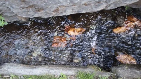 Small river in stones with leaves Video stock 116741784