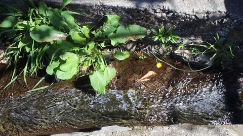 Small river in stones with leaves Video stock 116742282