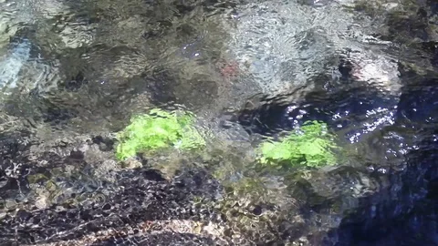 Small river in stones with leaves Video stock 116742360