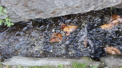 Small river in stones with leaves Video stock 116742443