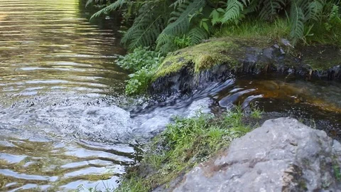 Small river in stones with leaves Video stock 116742482