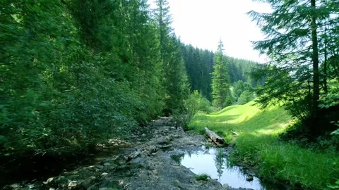 Small river stream between stones in green forest, Stock Footage 287084979