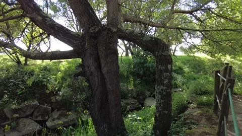 Small River Stream between Trees - Small Forest - Porto, Portugal Video stock 153213153