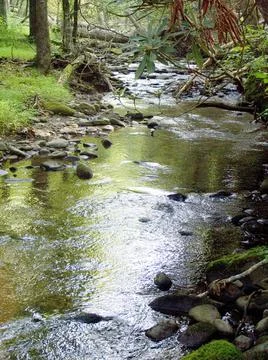 A small river stream flowing in the middle of the forest 스톡 사진