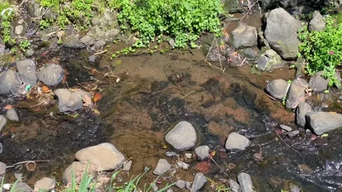 Small river stream flowing over rocks in nature Stock Footage 346560580