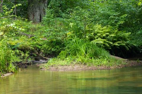 A small river stream flowing through the forest with lush green grass on th.. Stock Photos