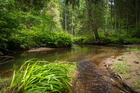 A small river stream flowing through the forest with lush green grass on th.. Stock Photos