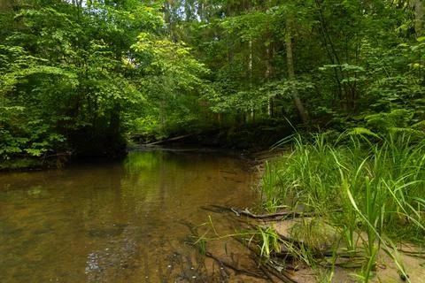 A small river stream flowing through the forest with lush green grass on th.. Stock Photos