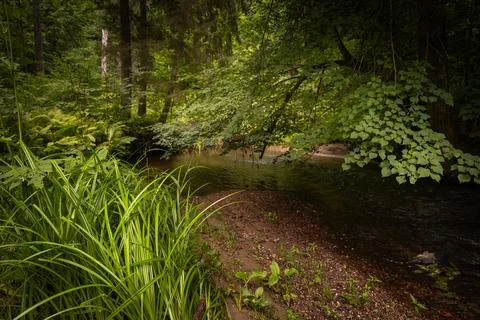 A small river stream flowing through the forest with lush green grass on th.. Stock Photos
