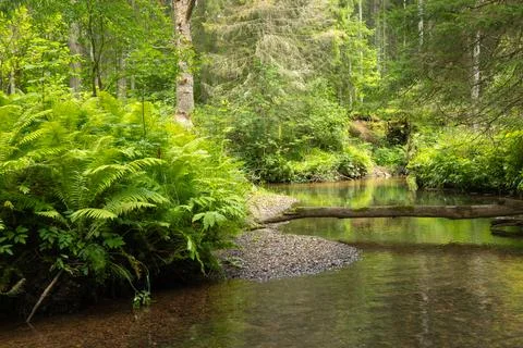 A small river stream flowing through the forest with lush green grass on th.. Stock Photos