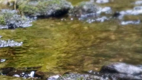 Small river stream Stock Footage 117937651