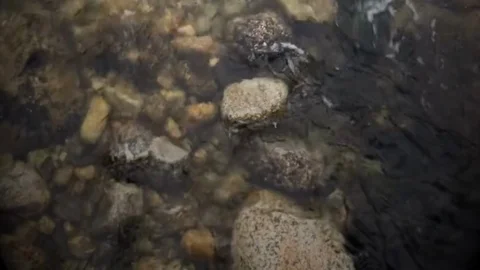 Small river stream Stock Footage 127531505