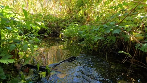 A small river like a stream.  Stock Footage 287985058