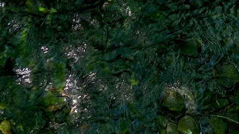 Small river (stream) in forest Stock Footage 220031690