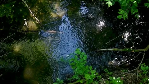 Small river (stream) in forest Vídeo Stock 220031691