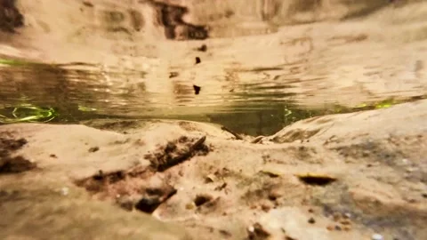 Small river (stream) in forest Video stock 220445144