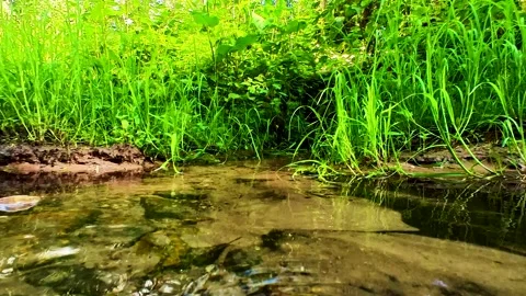 Small river (stream) in forest Stock Footage 220617900