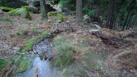 Small river stream with forest in Portuguese national park Stock Footage 264090218