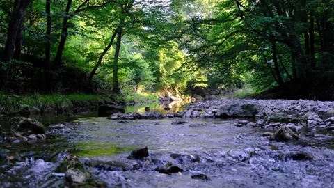Small river stream in green forest Stock Footage 138452081